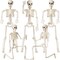 5 Pack Skeletons Halloween Decorations, 16" Plastic Full Body Posable Skeleton with Movable Joints, Small Hanging Skeleton for Halloween Outdoor Indoor Party Decor Haunted House Graveyard